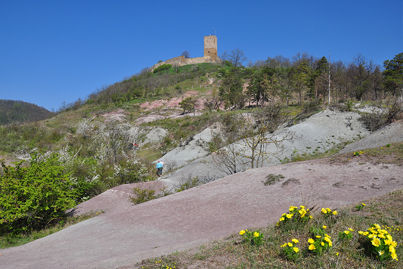 Steppenrasen mit Frühlings-Adonisröschen an der Burg Gleichen bei Wandersleben