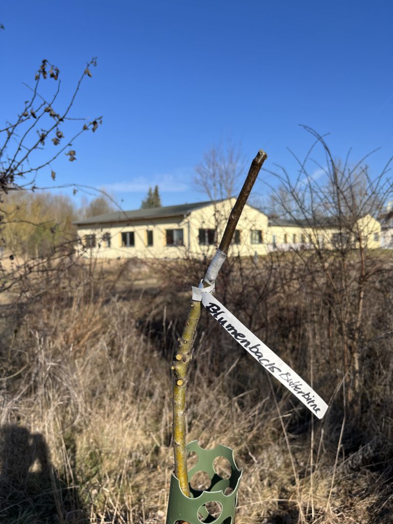 Umveredlung von Wildobst