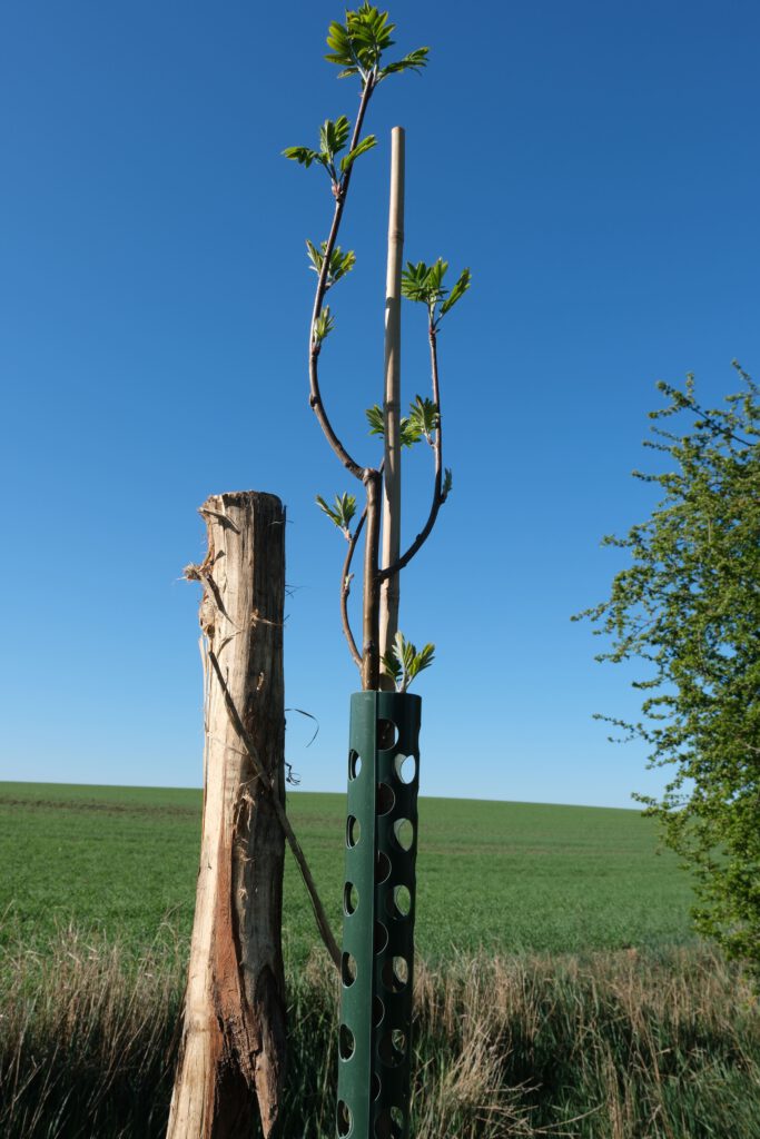 Pflanzung alternativer Baumarten