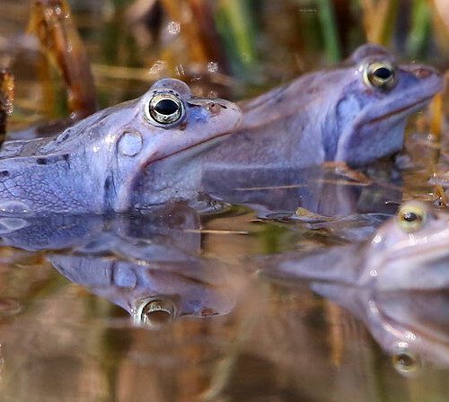 Moorfrosch (NABU W. Goldik)