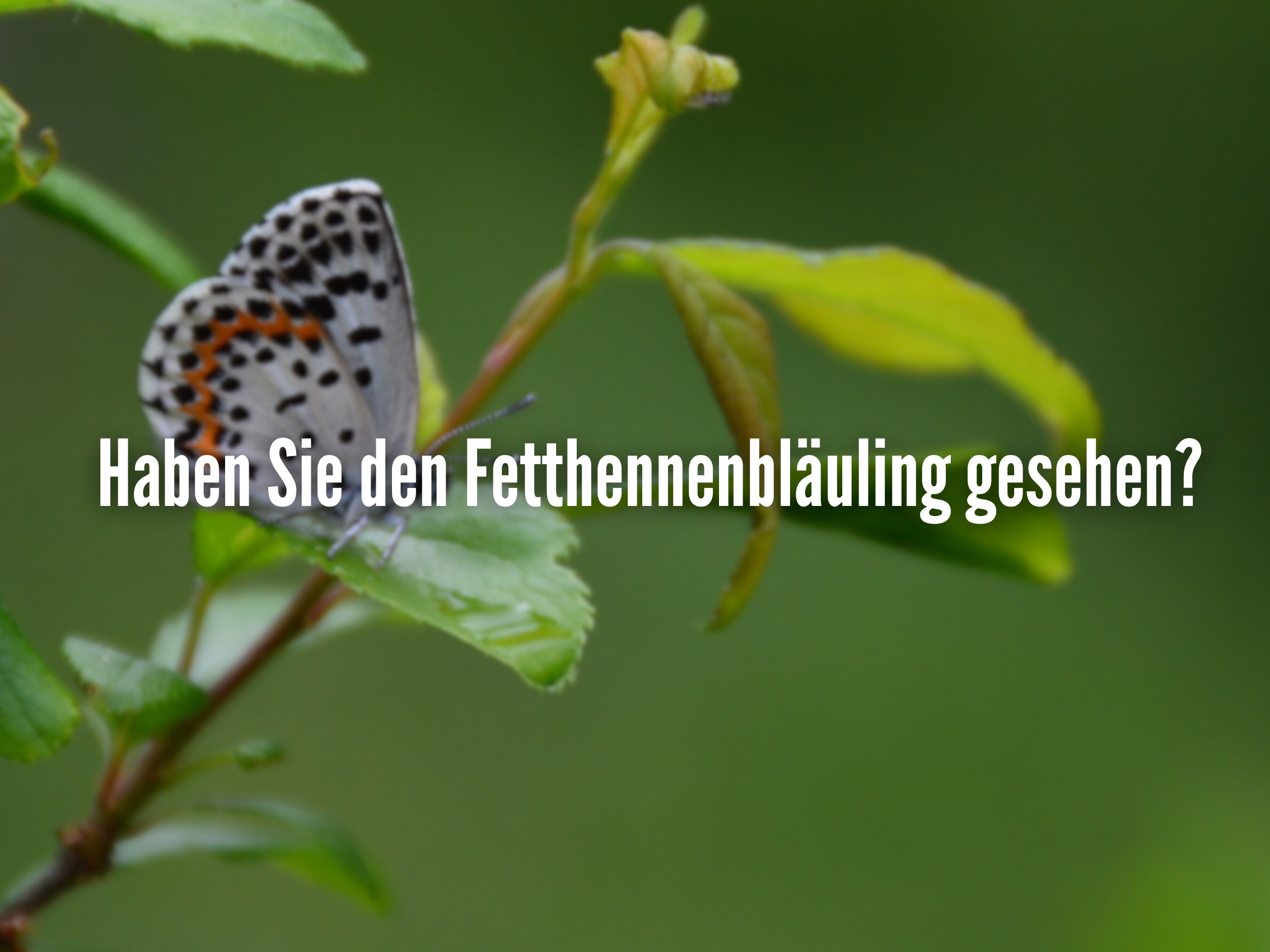 Webseite Titelbild
