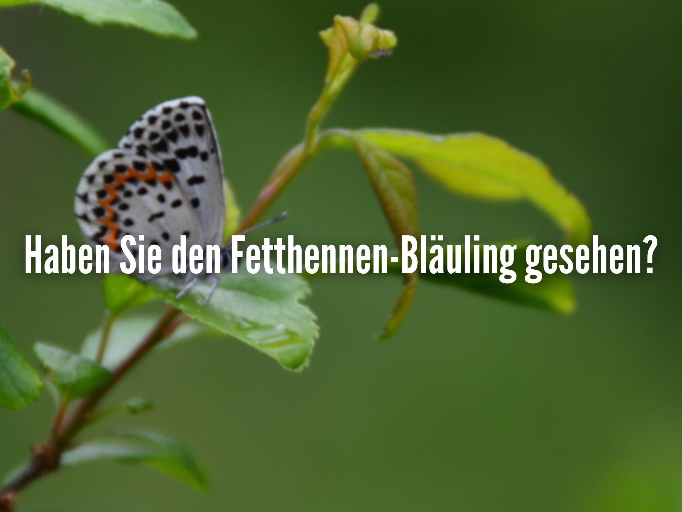 Haben Sie den Fetthennen-Bläuling gesehen